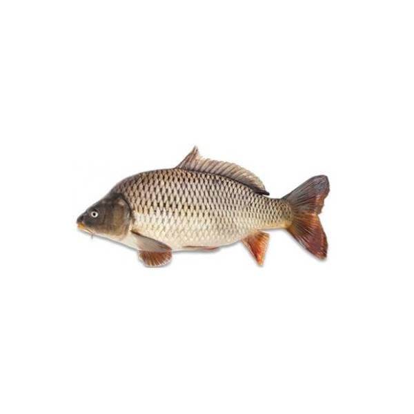 Šaran 1kg 0